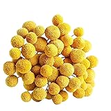 Qagazine 18 Stück natürliche Craspedia Globosa getrocknete Blumen gelbe Billy Kugeln Bouquet Bündel DIY handgetrocknete Blumen Einrichtung Dekoration für Zuhause W