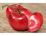 Blumen-Senf Säulenobst Säulen-Apfelbaum Malus Baya Marisa®