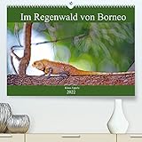 Im Regenwald von Borneo (Premium, hochwertiger DIN A2 Wandkalender 2022, Kunstdruck in Hochglanz)