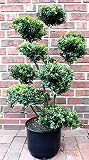 Gartenbonsai, Höhe: 130-140 cm, Ilex crenata Glorie Gem, Bonsai + Düng