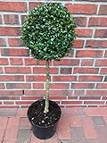 1 Stück Buchsbaum - Stamm, Höhe: 90 cm, Bonsai, Buxus, Formschnitt + Düng