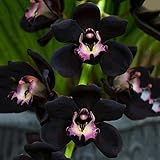 C-LARSS 100 Stück Samen Seltene Schwarze Cymbidium Faberi Orchidee Blumensamen Hausgarten Dek