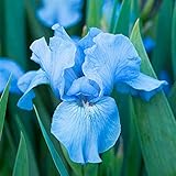 4 Stück Schwertlilie Zwiebeln Pure Natural Blue Dekoration Frischer Duft Zieht Schmetterlinge An Mehrjährige Starke Anpassungsfähige Rhizome Die Für Hausg