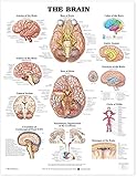 Brain Anatomical C