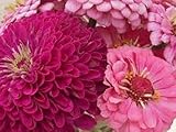 50+ Zinnien Art Deco Mix / B