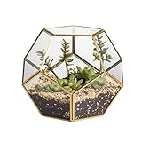 NCYP Handmade Gold Messing Tischplatte Geometrische Pentagon Kugelform Offenes Terrarium für Farn Moos Sukkulente Luft Pflanzenhalter Glas Display Pflanzgefäß (Keine Pflanzen enthalten)