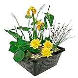 VDVELDE Mini-Teichpflanzen-Set - Gelb - 1 gelbe Seerose, 1 Sauerstoffpflanze, 2 Wasserpflanzen - Winterhart - Inklusive Teichkorb, Wasserpflanzen-Lehm, Dünger und Abdeck-Kies - VDVELDE WASSERPFLANZEN