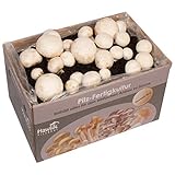 weiße Champignons Pilzzuchtset groß - Hawlik Pilzbrut - Pilze zum selber züchten - frische Champig