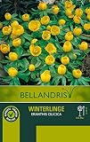 mgc24® Winterlinge Eranthussen - 50 Blumenzwiebeln (ca. 5mm)
