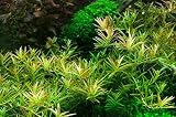 Tropica - Rotala 'Vietnam H'ra' 1-2 Tissue Kultur in vitro Live Aquarium Rotala Garnelen Safe & schneck