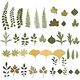 EXCEART 2 Packungen Getrocknete Blumen Getrocknete Blätter Gepresste Blumen Natürliche Getrocknete Blumen DIY Getrocknete Blätter für Nail Art Kunst Basteln DIY Handwerk