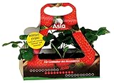 Müllers Grüner Garten Shop Erdbeere Sorte Asia Erdbeerpflanze mit süß-aromatischen Früchten, sehr hohem Ertrag, 6 er Tray