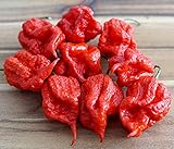 Hot Chili Pfeffer Carolina Reaper - Capsicum chinense - Die schärfste Chili der Welt - 10 S