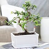 Bonsai Chinesische Ulme – Lebendiger Japanischer Baum mit einer 'S-Form' 1 x 15 cm S