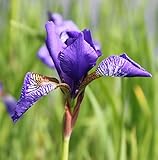 2er-Set - winterhart! - Iris versicolor - amerikanische Sumpfiris - Sumpfschwertlilie, blau - Staude des Jahres 2016! - Wasserpflanzen W