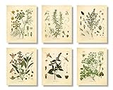 Botanical Prints Wandkunst, Motiv: Kochkräuter, Vintage-Kunstdrucke, Set mit 6 Stück, ungerahmt, 8 x 10, Thymian, Minze, Rosmarin, Petersilie, Salbei, F