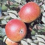 Apfelbaum Cox Orange Renette Apfel Cox Orange Renette - Malus Cox Orange Renette Containerware / 120-160 cm hoch,