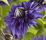 Waldrebe Clematis Multi Blue 60-80 cm Kletterp