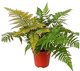 Rotschleierfarn - Dryopteris erythrosora- winterharter, wintergrüner, Farn 12 cm Topf als Kübelpflanze Balkonpflanze, Schattenpflanze Beetp