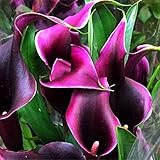 Gartenblumen,Calla zwiebeln winterhart,Seltene Pflanzen,Hochzeitsblumen häufig verwendet,Calla Zwiebeln-5 Zwieb