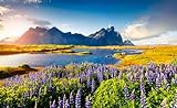 adrium Alu-Dibond-Bild 30 x 20 cm: Blooming Lupine Flowers on The Stokksnes Headland. Colorful Summer View of The Southeastern Icelandic Coast with Vestrahorn (Bat, Bild auf Alu-Dib
