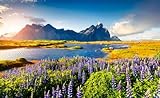 adrium Alu-Dibond-Bild 30 x 20 cm: Blooming Lupine Flowers on The Stokksnes Headland. Colorful Summer View of The Southeastern Icelandic Coast with Vestrahorn (Bat, Bild auf Alu-Dib