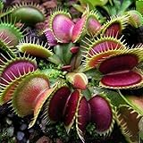 60 / 120Pcs Venus Fliegenfalle Samen Venus Fliegenfalle Fleischfressende Pflanze Bonsai Dekoration Dionaea Muscipula Samen 120 Stück