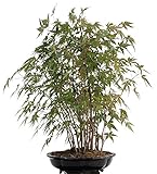 Bonsai - A. palmatum 'Yamamomiji', Japanischer Fächerahorn, Wald mit 24 Bäumen 204/96