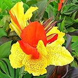 Canna ist sehr gut geeignet für den Einsatz in Gärten und Behältern,Indisches Blumenrohr,Canna bedeutet starker Wille,Canna Zwiebeln,Resistent gegen Rehe-1 Zwiebeln,