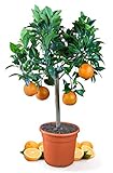 Meine Orangerie Orangenbaum Mezzo - echte Orange - Zitruspflanze - 70 bis 90 cm - Citrus sinensis - Orange Tree - veredelter Apfelsinenbaum in Gärtner-Q