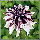 Dahlien Knollen Winterhart,Garten,Balkonpflanzen,Blumen,Langlebige Pflanzen,Gärten, Dekorationen, Schöne Farben-1,2 Zwieb
