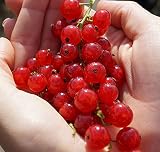 Jonkheer van Tets, rote Johannisbeere, Frühsorte, Busch, 60cm im Top