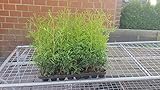 Thuja Lebensbaum'Brabant' 20-25 cm 50 St. Hecke Heckenp