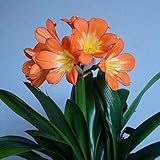 10 Stück seltene Blumen samen Clivia Samen für Hausgarten Lycoris Staudeng