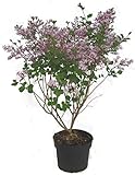 Syringa meyeri Palibin - Zwerg-Flieder Duftflieder - 23 cm Topf Höhe ca. 40 cm Zwergstrauch winterhart für Kübel, G