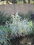 Arundo donax Variegata - Buntblättrig