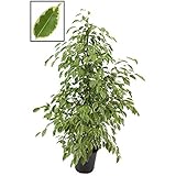 Birkenfeige - Ficus Benjamina Golden King 140-150 cm Zimmerp