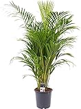 BAKKER Dypsis lutescens | Areca Palme | Zimmerpalme | Luftreinigende Zimmerpflanze echt | Höhe 55-65 cm | Topf-Ø 17