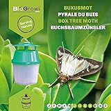 Biogrowi Pflanzenschutz Pheromonfalle gegen die Buxusmotte, Vier Pheromonkapseln enthalten, All-in-1-Kit für eine ganze Saison biologischen Schutz, Schützt 200 m2 Buchsb