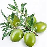 CHTING 8 Stück Olive Samen Familienerbstück Immergrüner Baum Der Als Zierbaum Kultiviert Wird Bringen Sie Farbe In Ihren Hausgarten Pflegeleicht Bringt Ein Gefühl Der Leistung