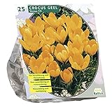 Krokusse Mammut Großblumig - Gelb - 25 Blumenzwiebel - Crocus V