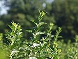 25 Stk. Liguster Ovalifolium Ligusterhecke Wurzelware 60-90 cm hoch, 2-3 Triebe - Ligustrum Ovalifolium - Garten von Ehren®