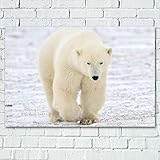 Dvbhd Bilder leinwand wandbild Tier Wand Bilder Eisbär Arktis Baby Bär Poster Moderne Bild Leinwand Gemälde Gemälde Deko Room Home Picture Decor60x90cm x1 R