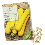 BIO Zucchini Samen Gelb (Gold Rush, 5 Korn) - Zucchini Saatgut aus biologischem Anbau ideal für die Anzucht im Garten, Balkon oder T