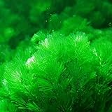 XQxiqi689sy 1000 Stück Unkrautsamen Aquarium Tank Dekoratives Wasser Grü