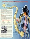 Anatomical Chart Company: Understanding Multiple S