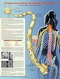 Anatomical Chart Company: Understanding Multiple S