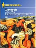 Cucurbita pepo Zierkürbis Autumn Wings Mischung