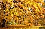 Tapete Fototapete 3d Effekt Herbstliche Waldlandschaft Wand Foto Tapeten Wand Bild Vliestapete Schlafzimmer Wohnzimmer Wanddeko,350x256