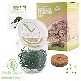 GROW2GO Bonsai Starter Kit Anzuchtset inkl. GRATIS eBook - Pflanzset aus Mini-Gewächshaus, Samen & Erde - nachhaltige Geschenkidee für Pflanzenfreunde (Afrikanischer Blauregen)
